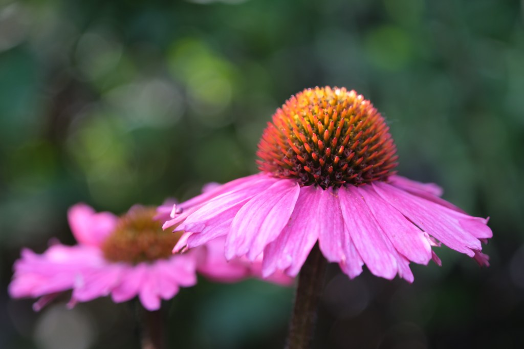 Does Echinacea Work for Colds? What a Hospital Pharmacist Says